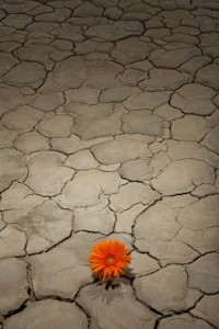 Flower growing in desert landscape